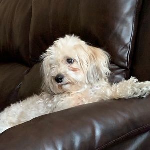 Meet your Posher, Veronica